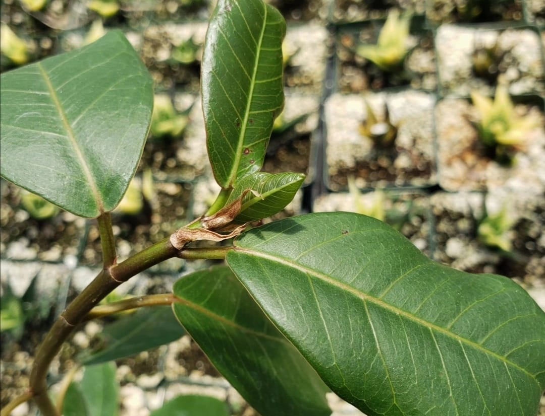 Spiritual significance of The Musasa tree (Ficus natalensis)